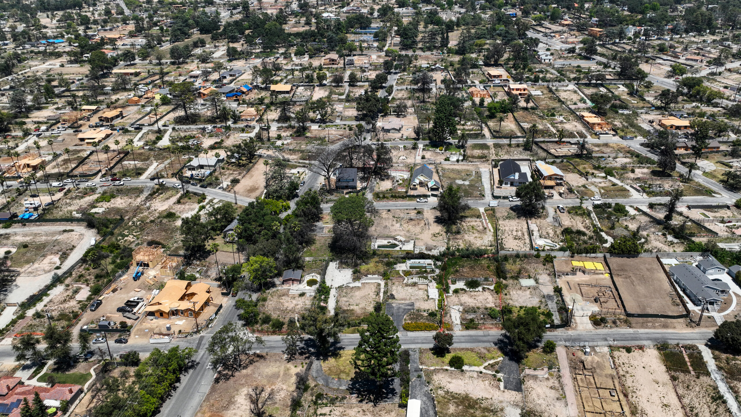 Trees that survived L.A.’s wildfires are dying at alarming rate. Can they be saved?