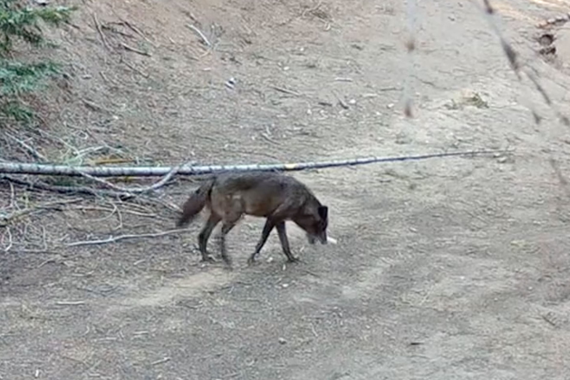 For the first time in a century, a gray wolf entered Sequoia National Park. She’s traveled hundreds of miles to get there