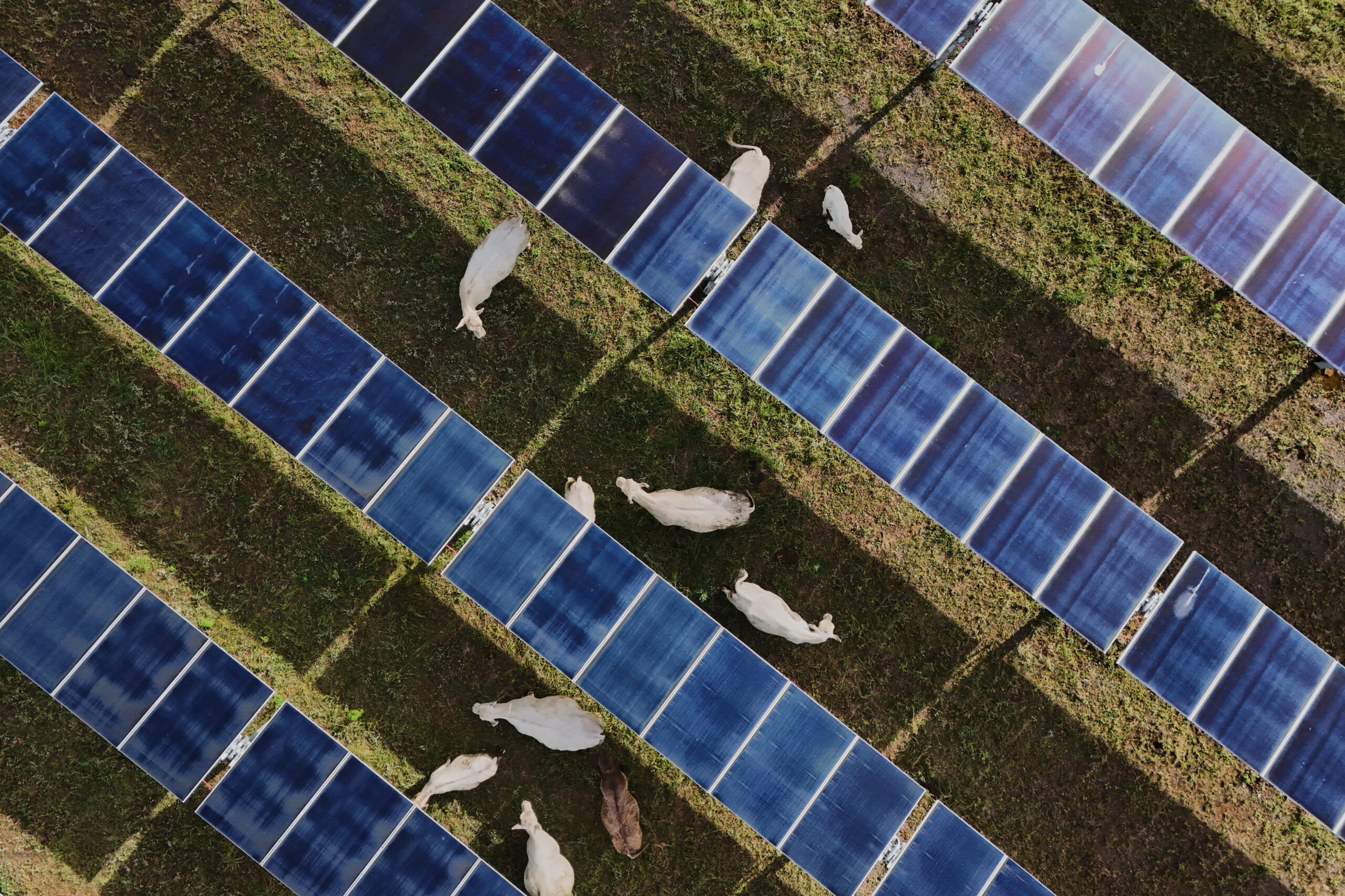 Solar ranch aims to prove grazing cattle under the panels is a farmland win-win