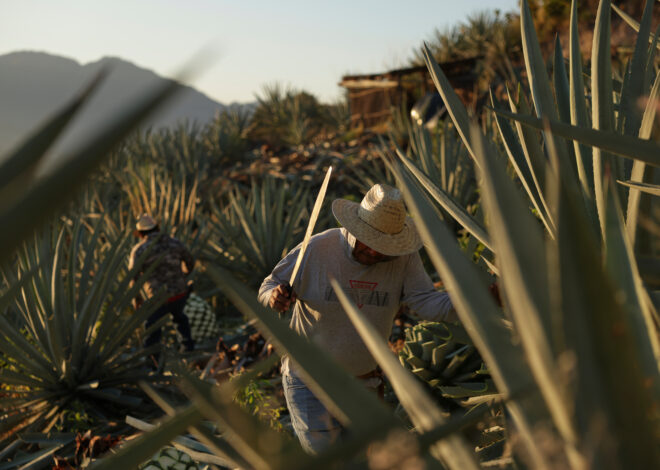 Mezcal’s popularity is booming in the U.S. That comes with a growing cost to Mexico