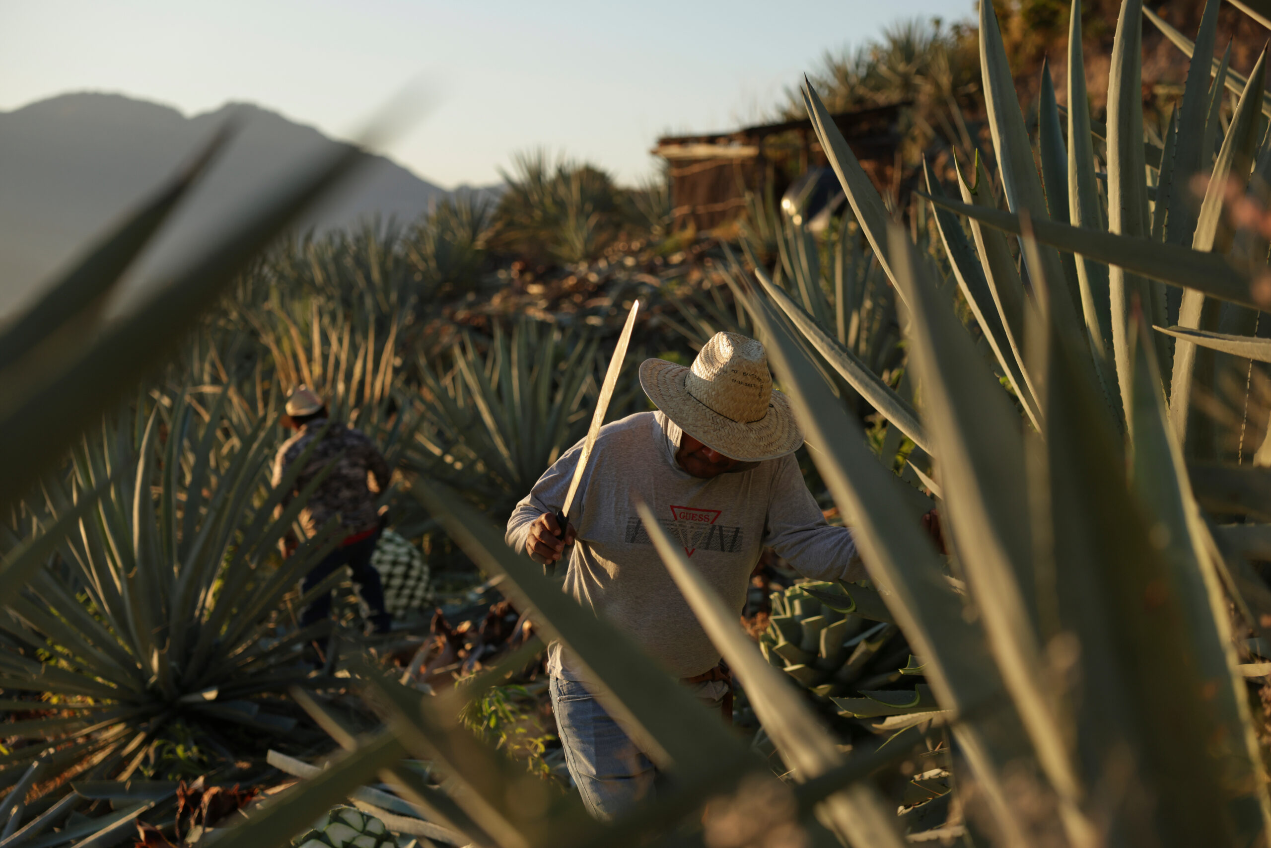 Mezcal’s popularity is booming in the U.S. That comes with a growing cost to Mexico