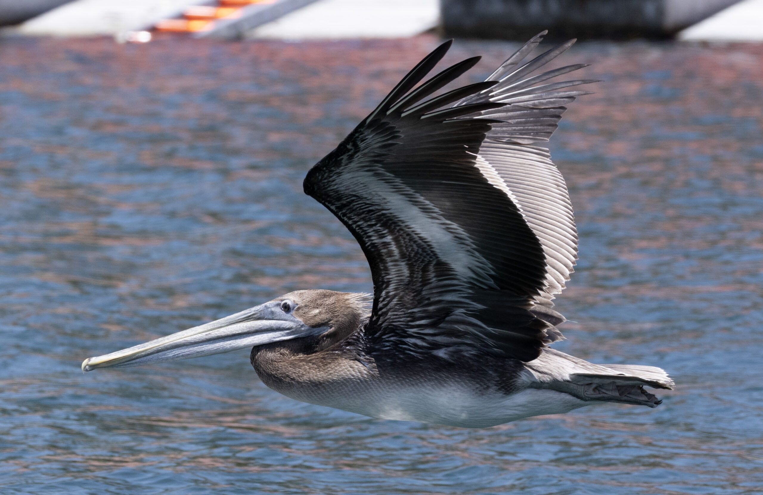As ocean temperatures spike, more dead sea birds are washing up on California shores