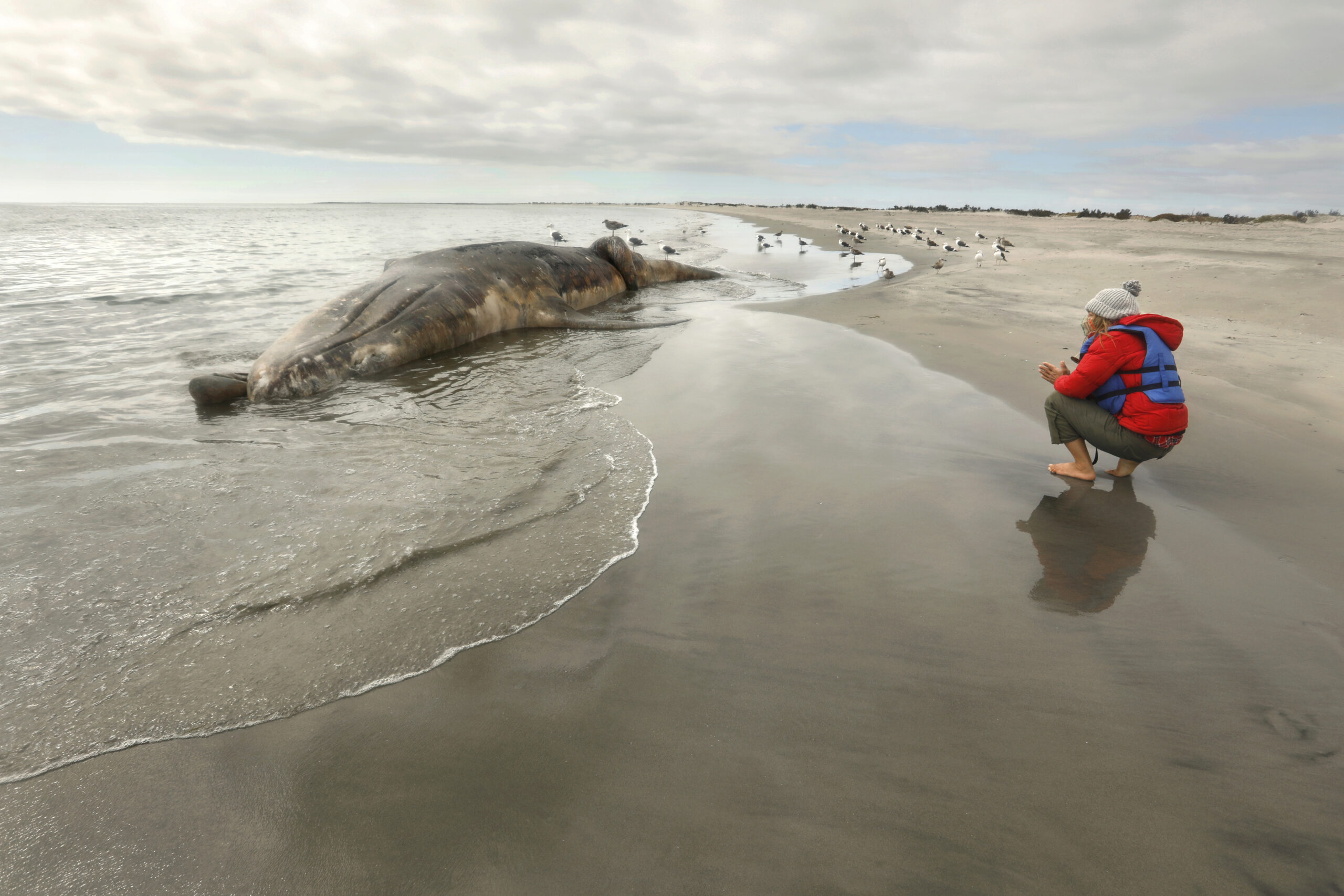 The latest on our gray whales