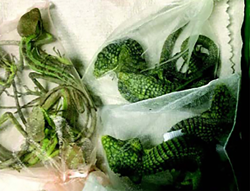 Oxnard man smuggled baby crocodiles, among 1,700 reptiles, gets 5 years