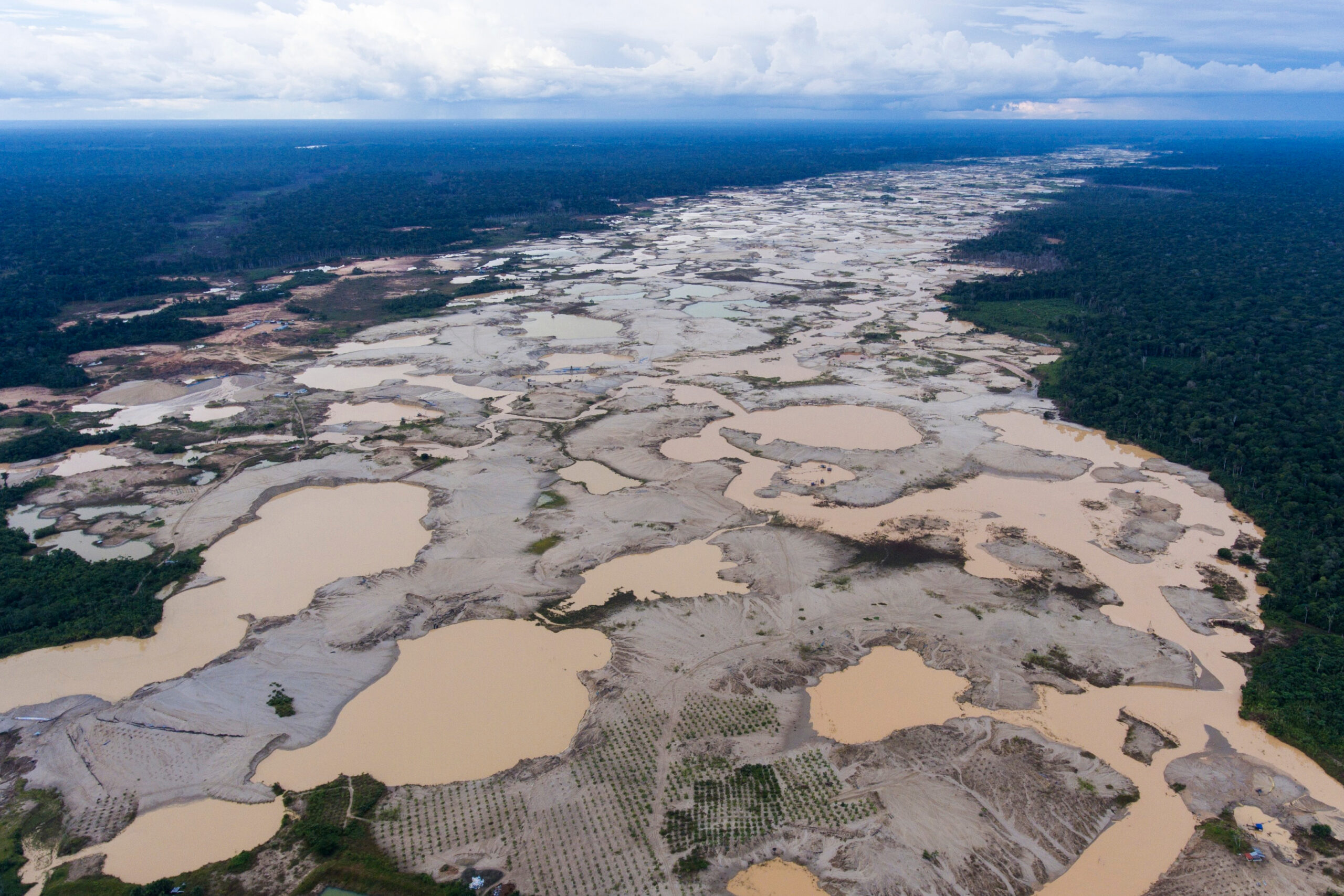 Global forest loss fell sharply in 2025 after hitting record high