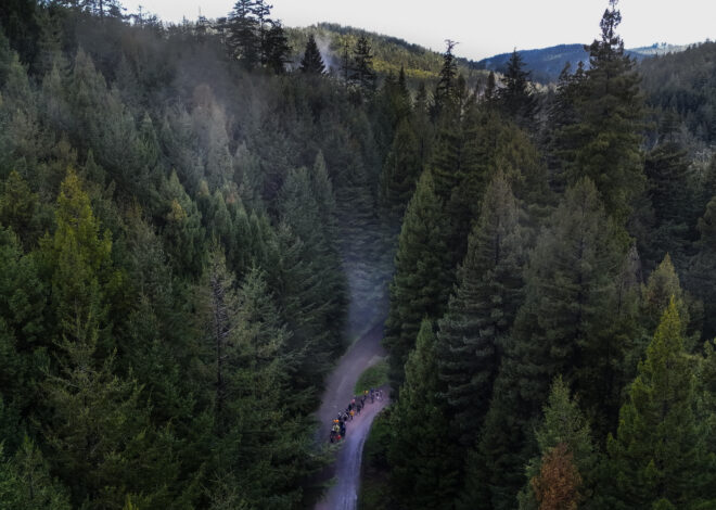 After exile, California tribes could help oversee ancestral redwoods again