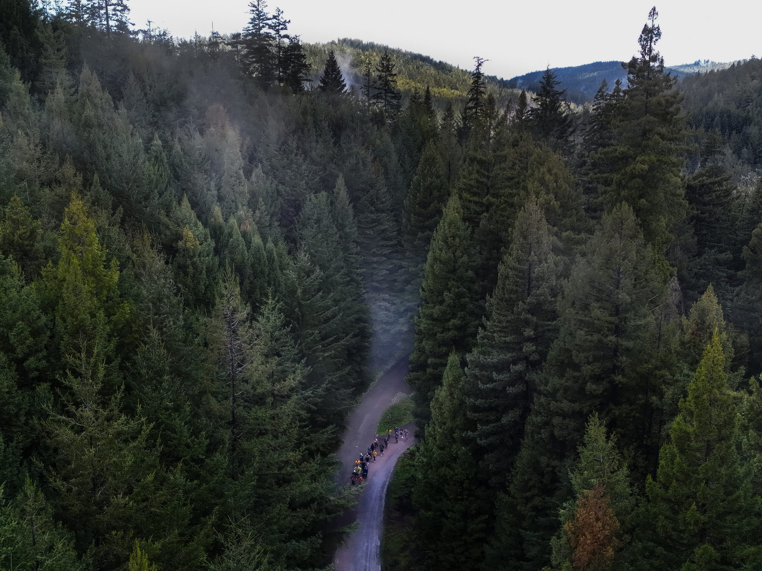 After exile, California tribes could help oversee ancestral redwoods again