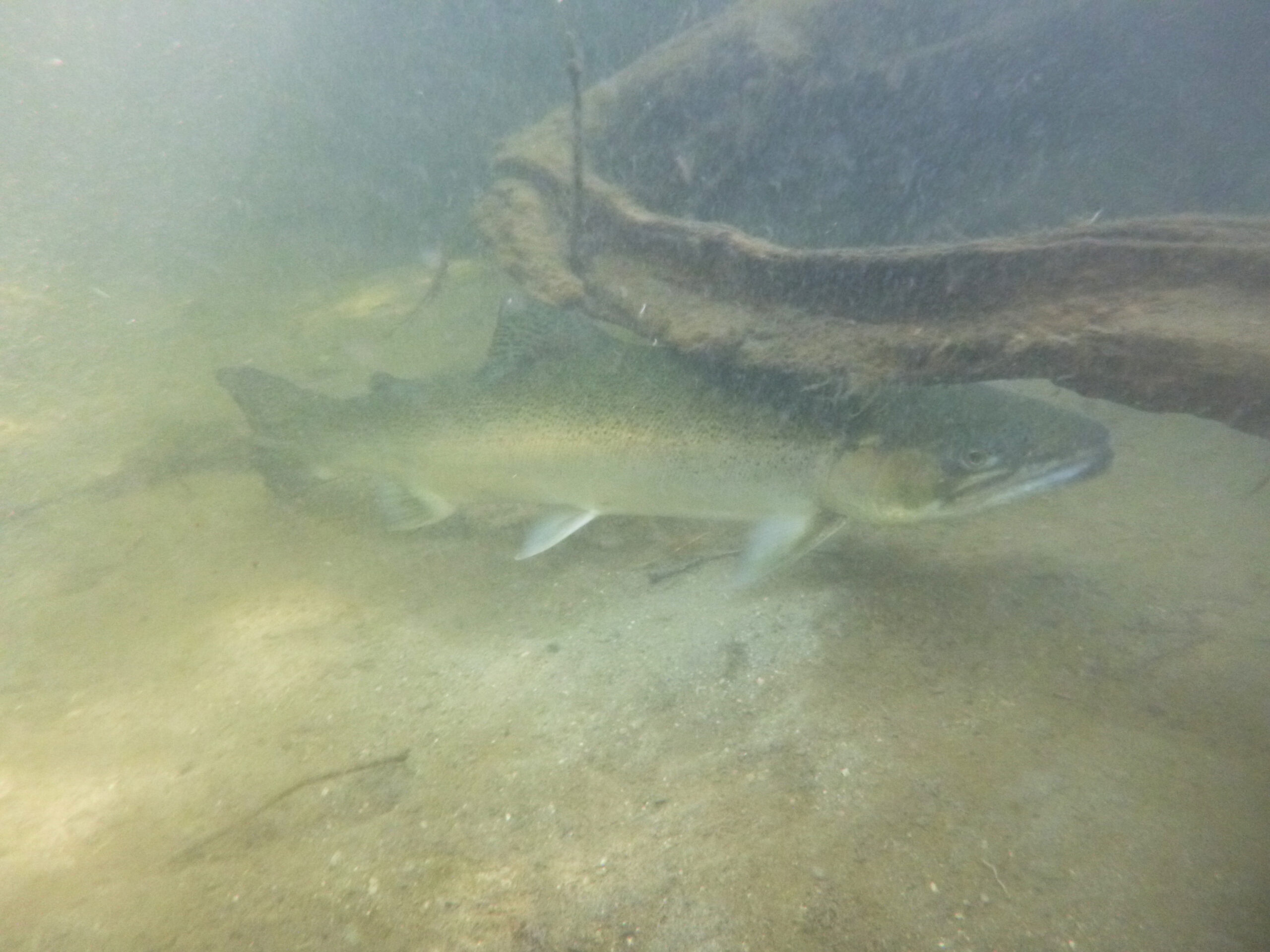 Santa Monica Mountains’ last steelhead trout survived the Palisades fire — and even had babies