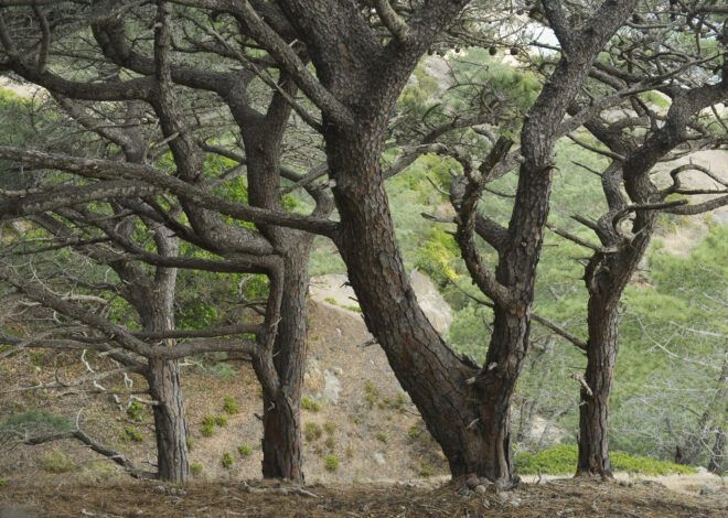 We barely know what’s been lost from the fire on Santa Rosa Island