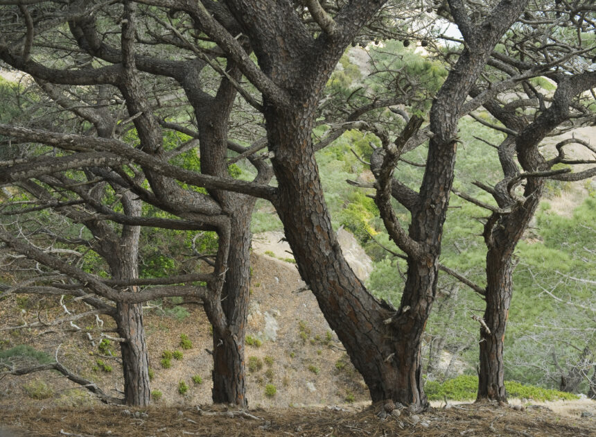 We barely know what’s been lost from the fire on Santa Rosa Island