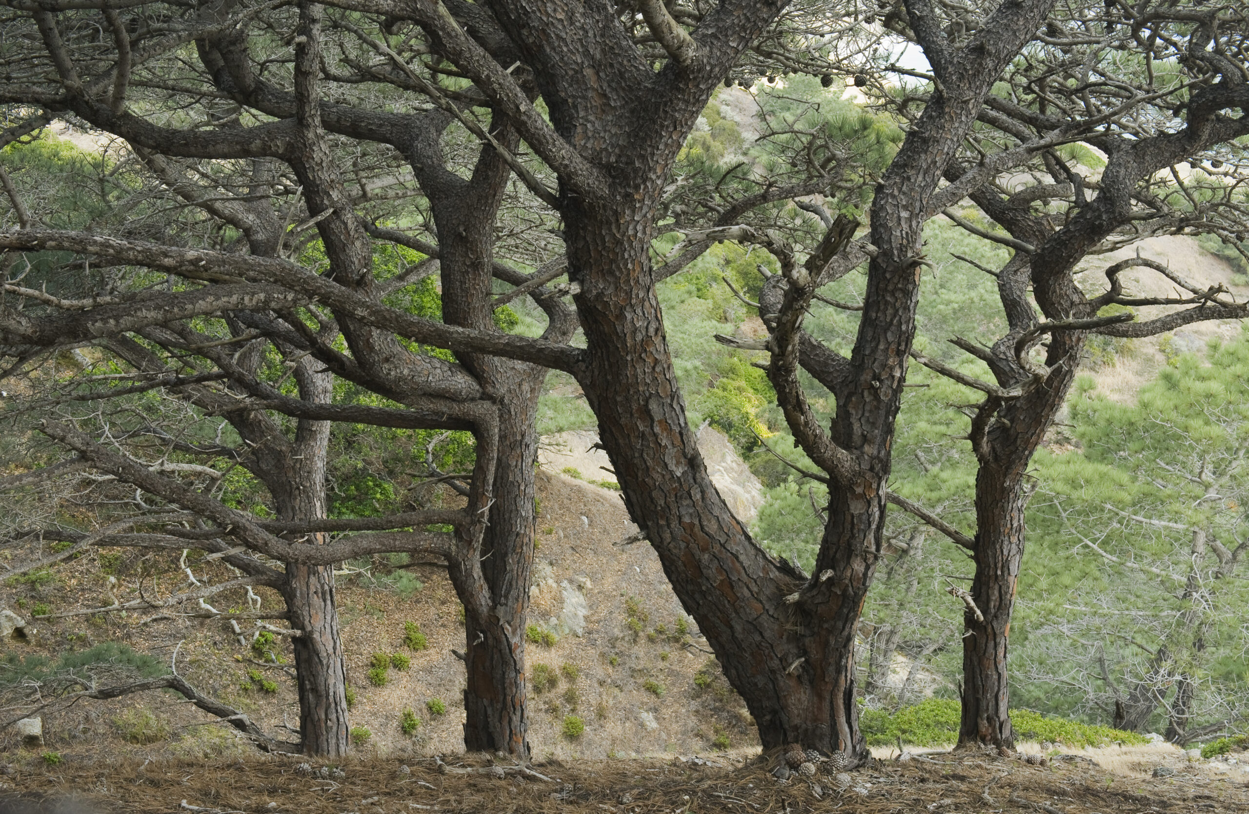 We barely know what’s been lost from the fire on Santa Rosa Island