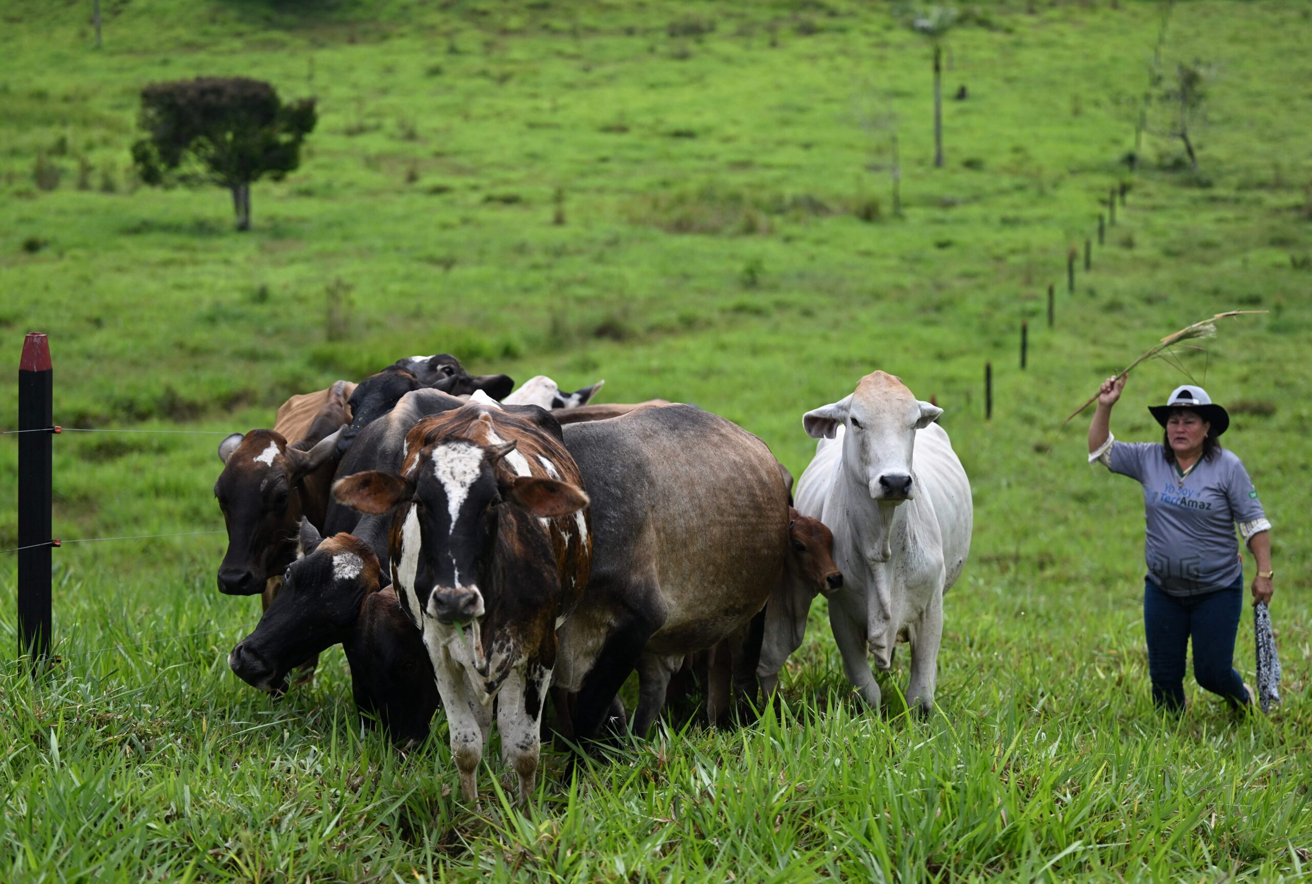 What Colombia’s crackdown on illegal cattle ranching means for deforestation and beef exports