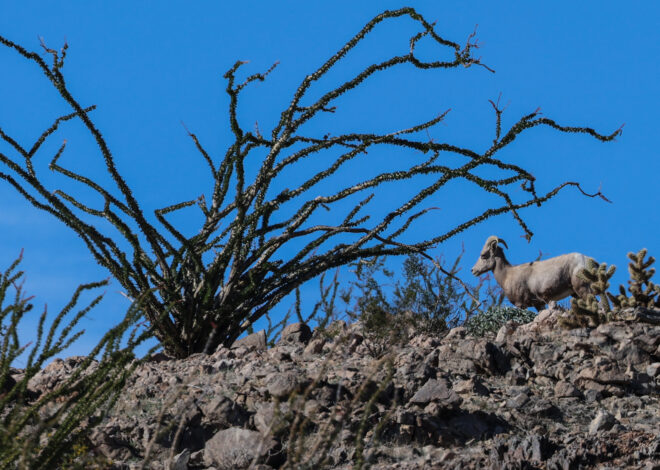 Endangered sheep dies after getting entangled in razor wire at the border, biologist says