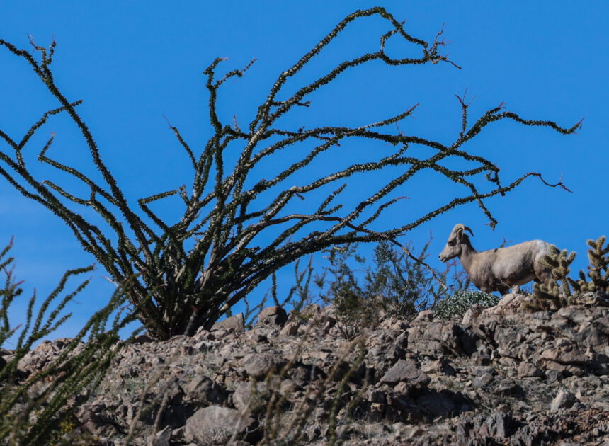 Endangered sheep dies after getting entangled in razor wire at the border, biologist says