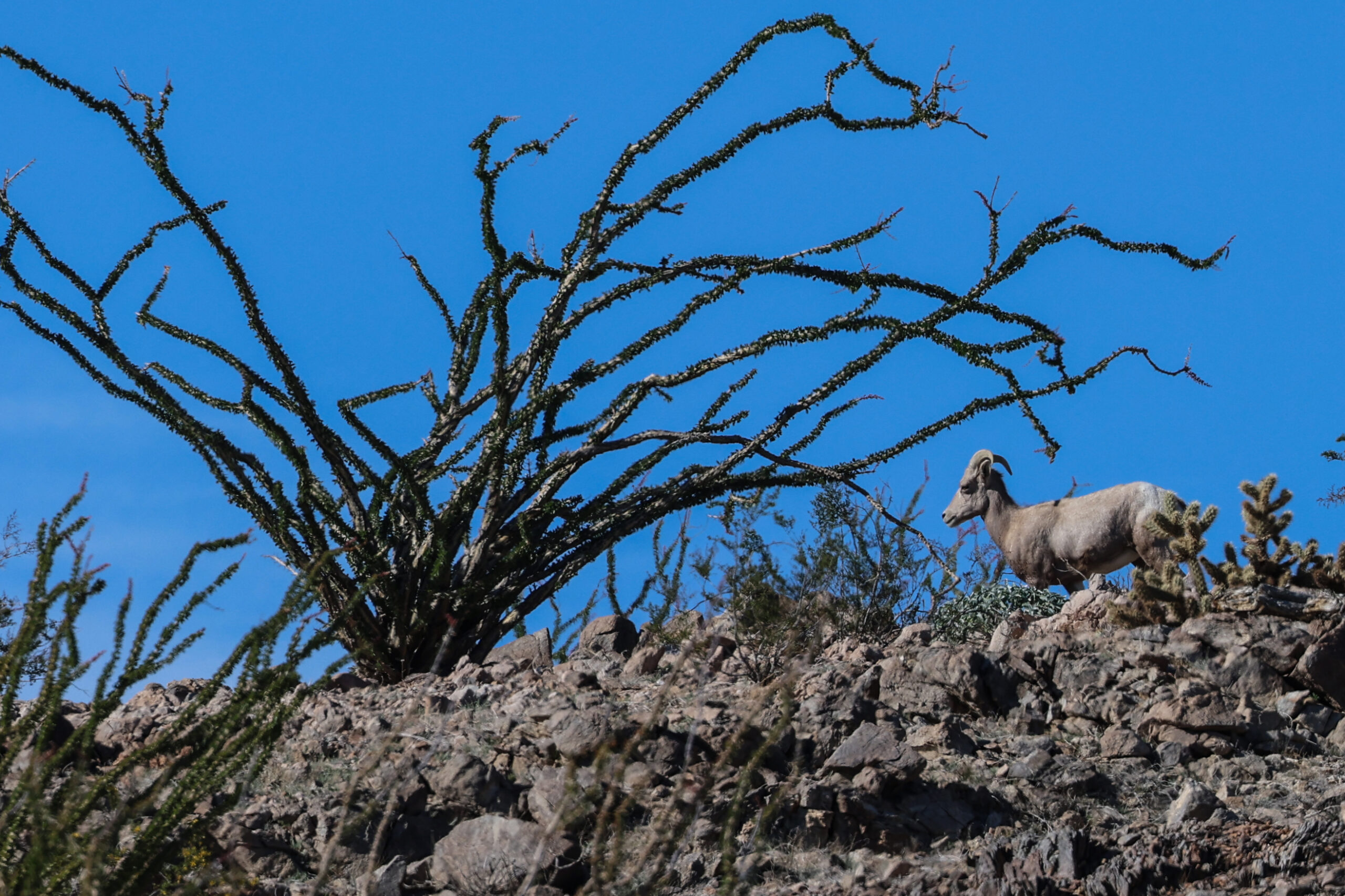 Endangered sheep dies after getting entangled in razor wire at the border, biologist says
