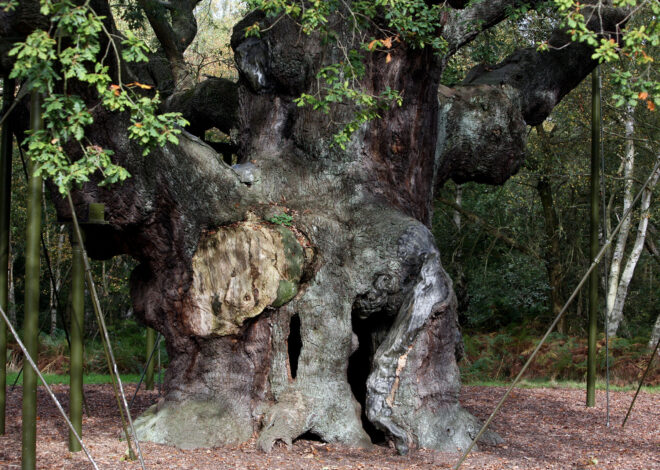 An ancient oak tree said to have sheltered legendary Robin Hood has died