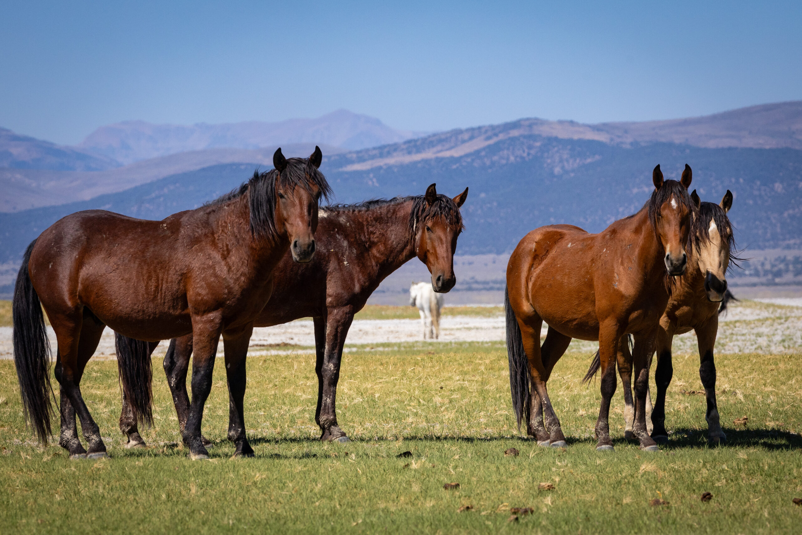 450 wild horses face a roundup in Eastern Sierra as feds proceed with contested plan