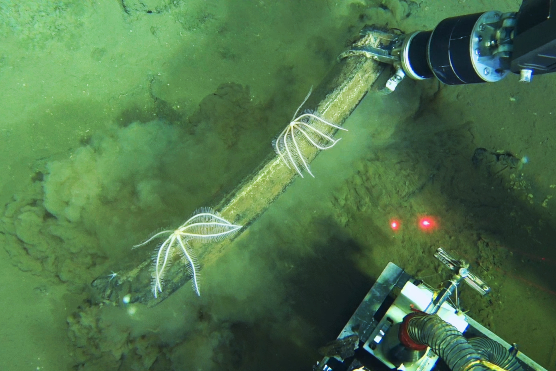 Scientists find a whale graveyard in the Indian Ocean that’s millions of years old