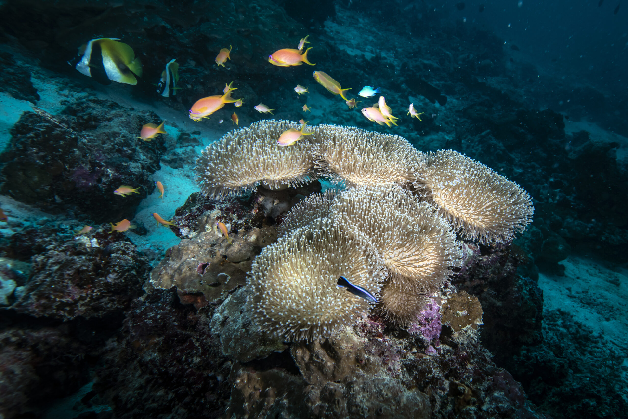 Climate change, pollution push oceans to tipping point, U.N. report says