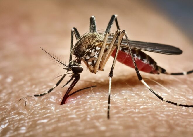 How Google’s 32-million mosquito project could change California’s battle against dengue