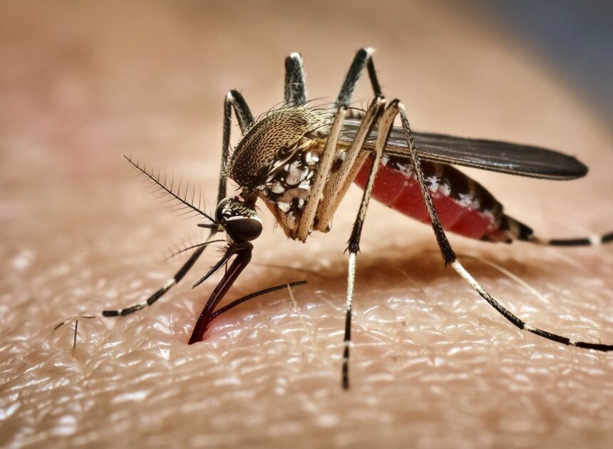 How Google’s 32-million mosquito project could change California’s battle against dengue