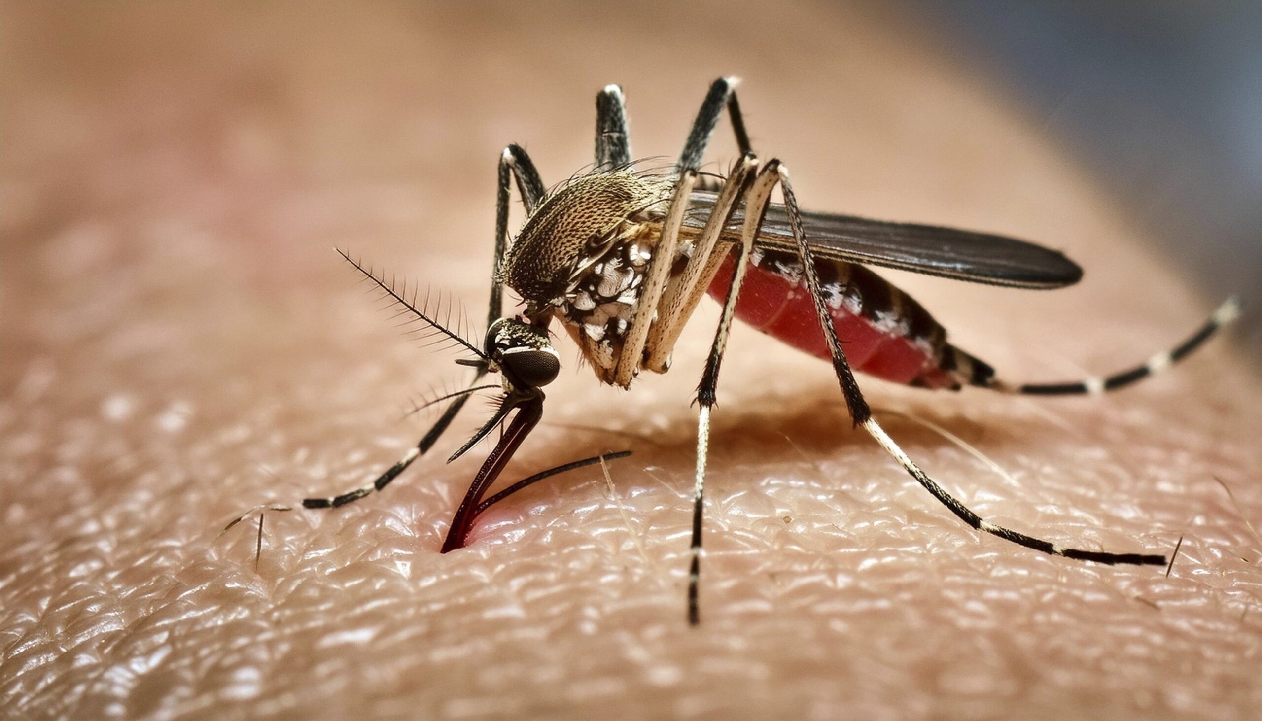How Google’s 32-million mosquito project could change California’s battle against dengue