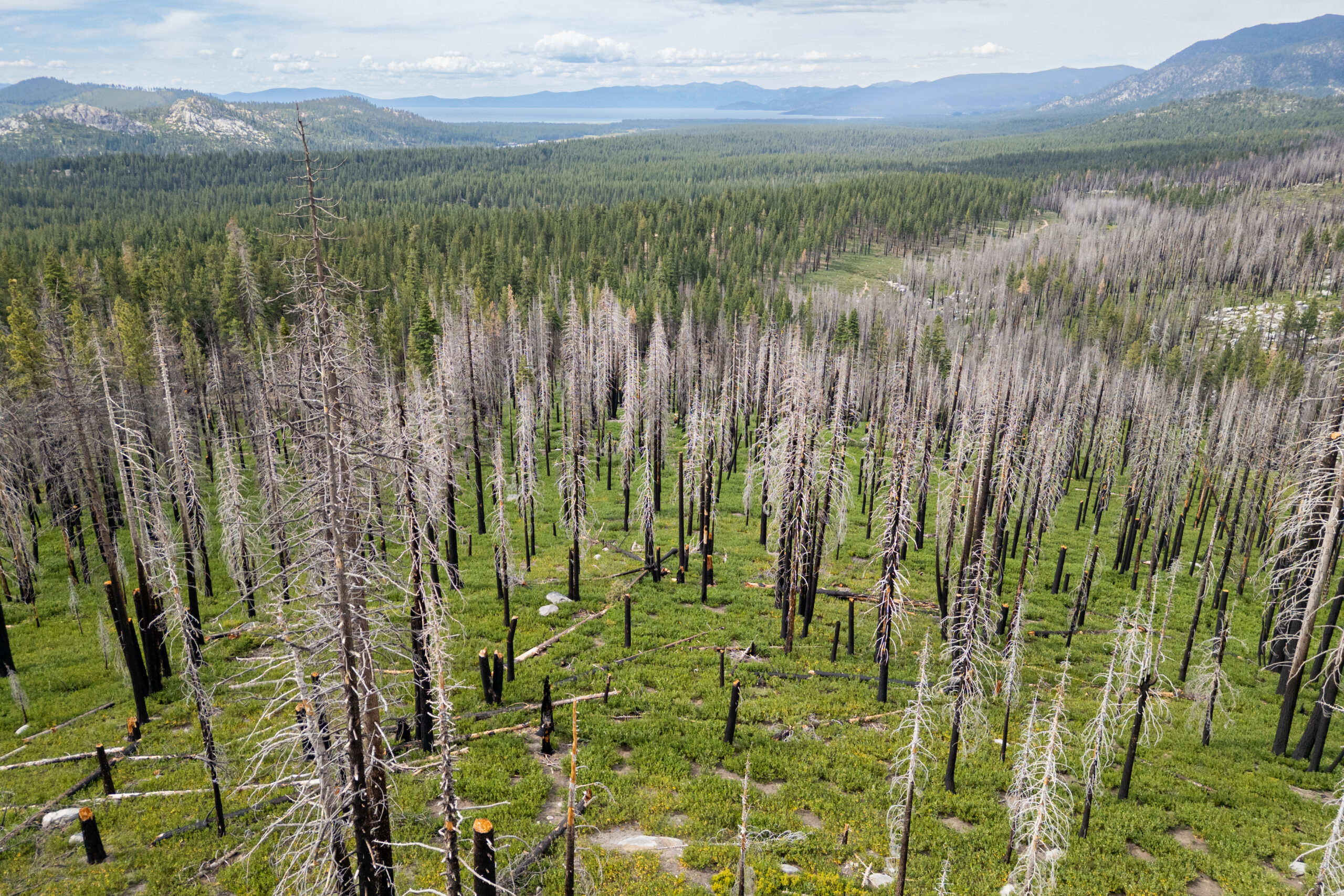 ‘I’d rather my house burn down than get cancer’: Herbicide use upends California’s fight to save forests