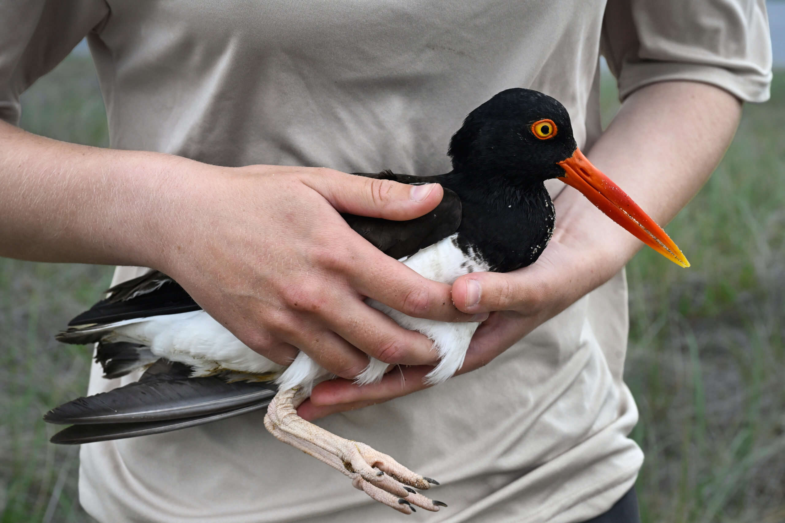 Oystercatchers, with sharp bills and beady eyes, making a comeback, thanks to conservation