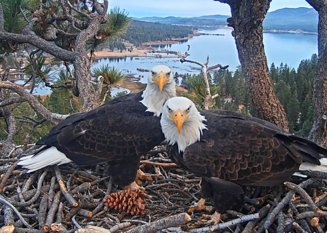 With Big Bear eagle ailing, OpenAI co-founder drops $5.5M to buy land near nest
