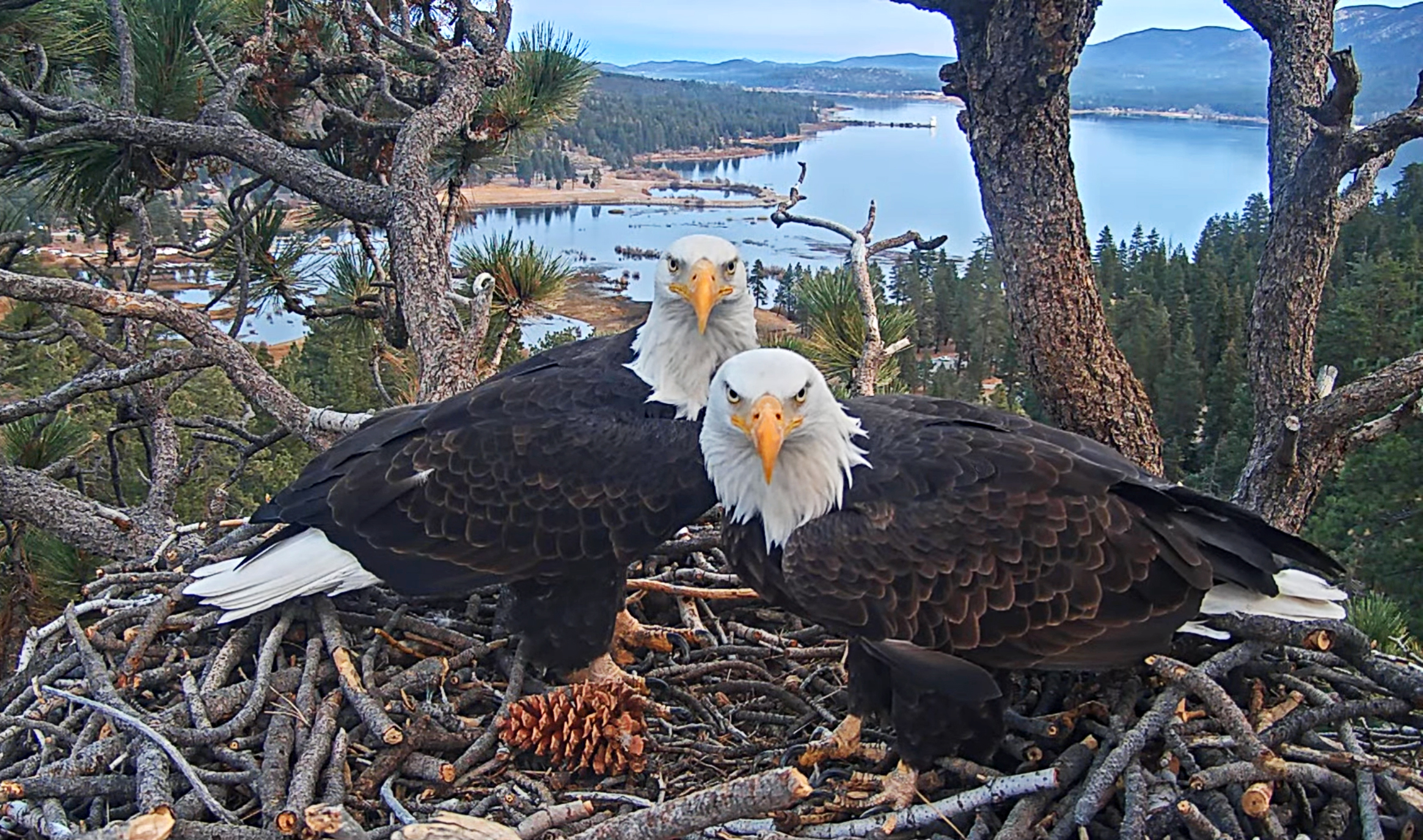 With Big Bear eagle ailing, OpenAI co-founder drops $5.5M to buy land near nest