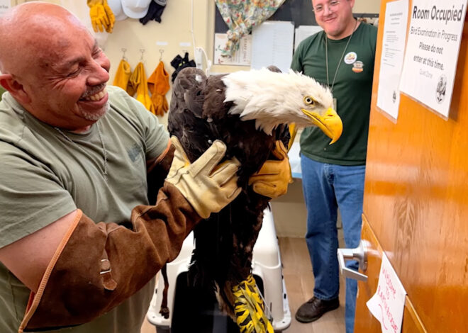 Still in critical condition, Big Bear eagle Jackie gets life-saving blood transfusion