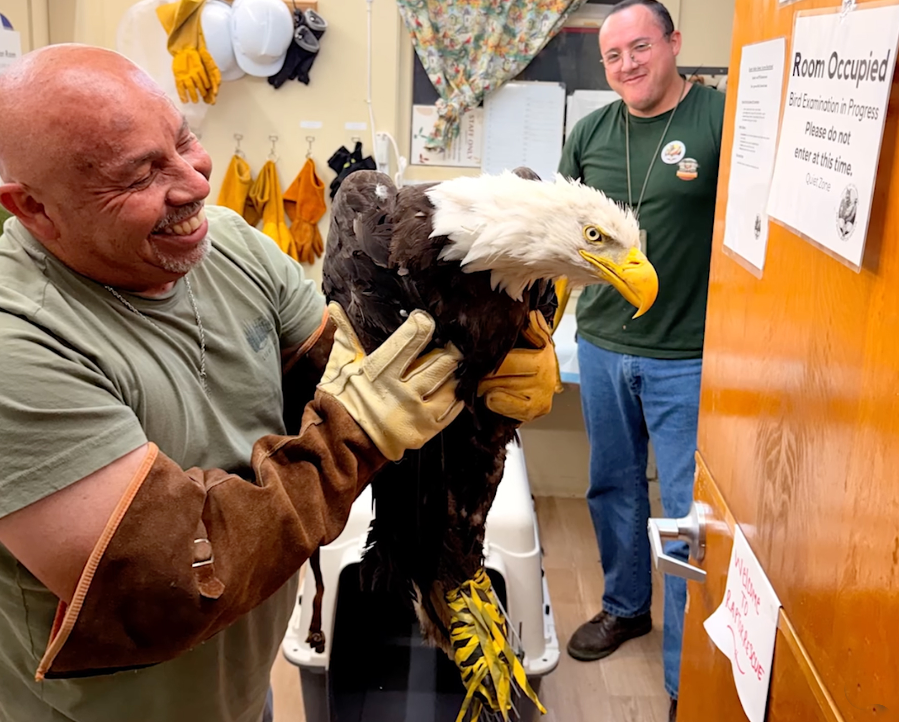 Still in critical condition, Big Bear eagle Jackie gets life-saving blood transfusion