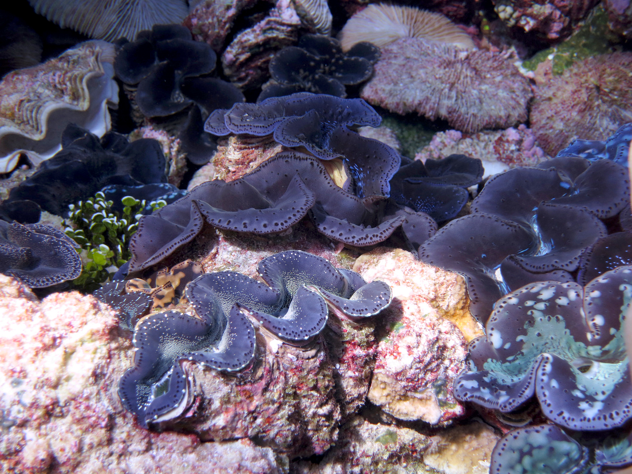 Trump administration erodes marine protections, invites more fishing