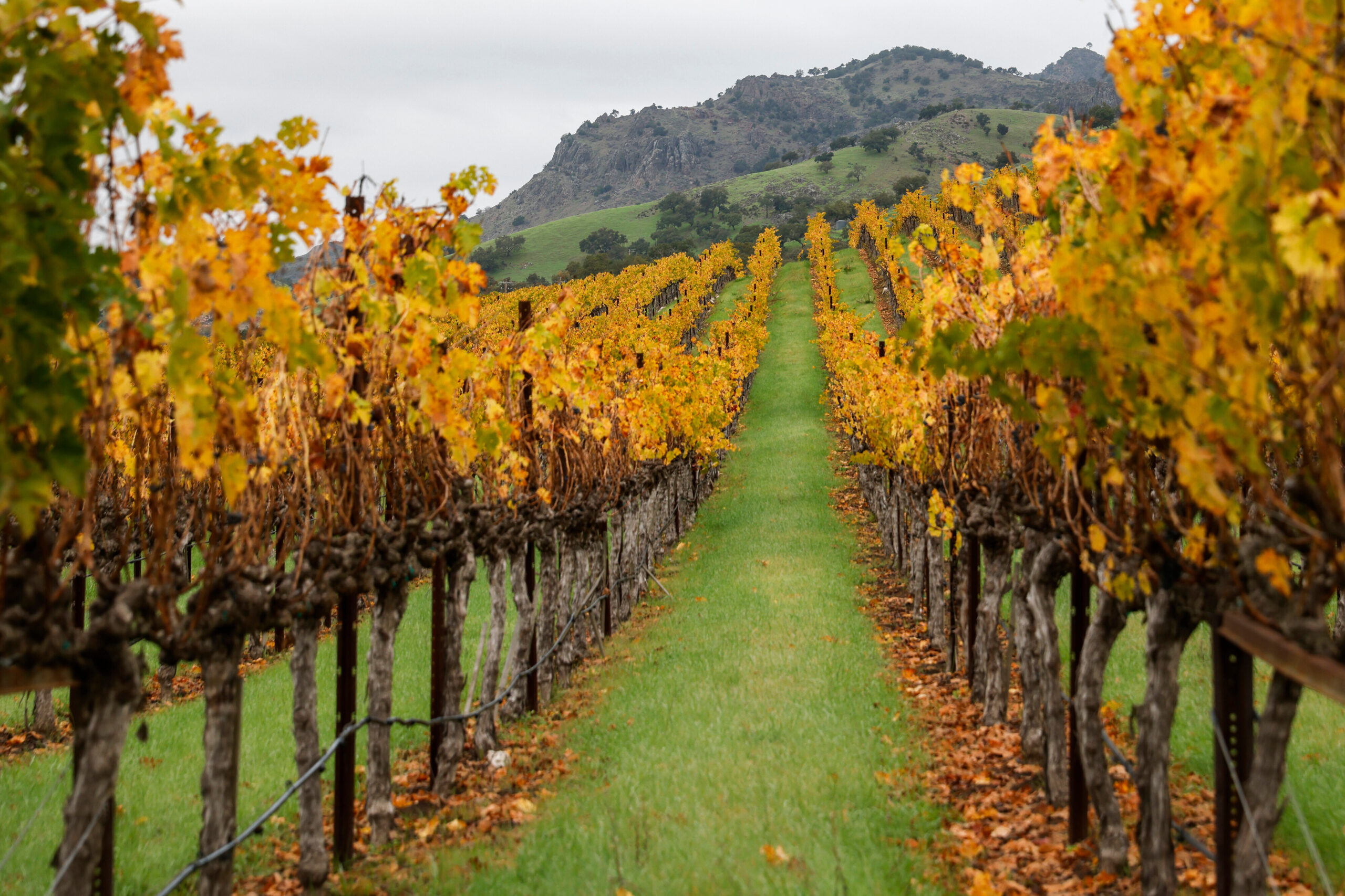 How climate change could redraw California’s wine map