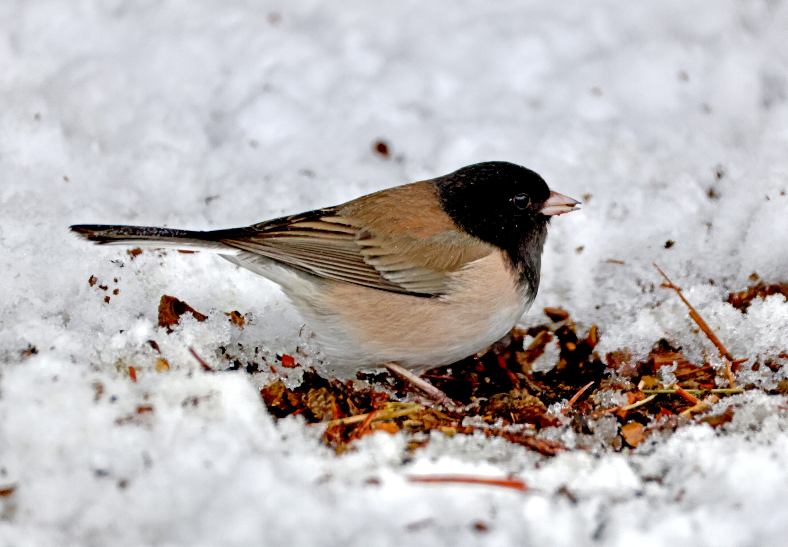Some birds defy overall plunge in bird numbers