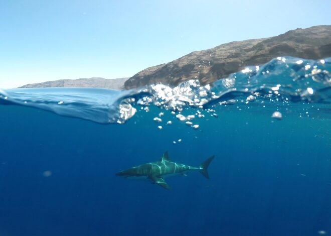 Sharks can hear you swimming from 100 feet away. That’s not necessarily a bad thing