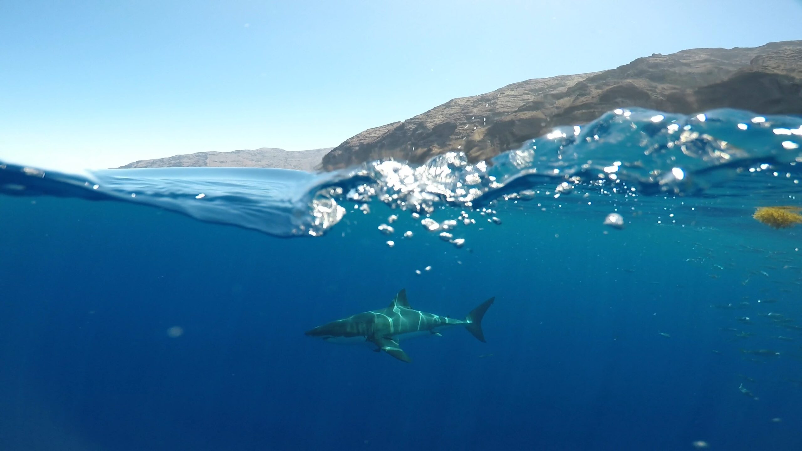 Sharks can hear you swimming from 100 feet away. That’s not necessarily a bad thing