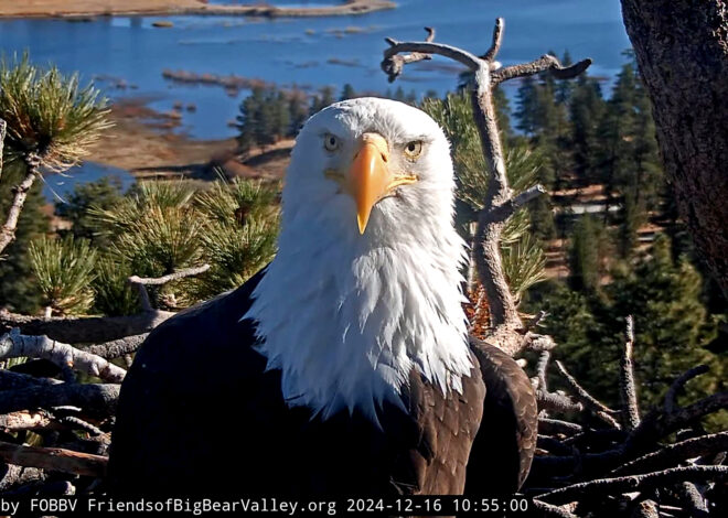 Big Bear bald eagle Jackie leaves intensive care but remains ‘very sick’