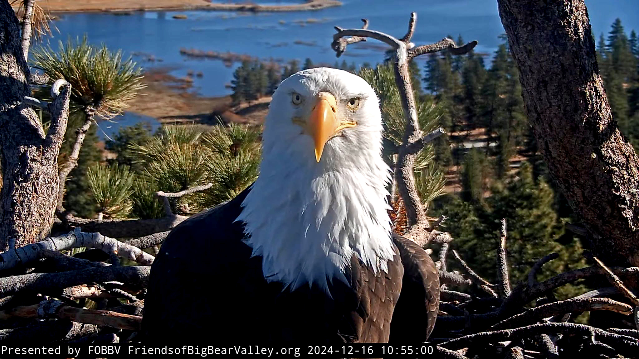 Big Bear bald eagle Jackie leaves intensive care but remains ‘very sick’