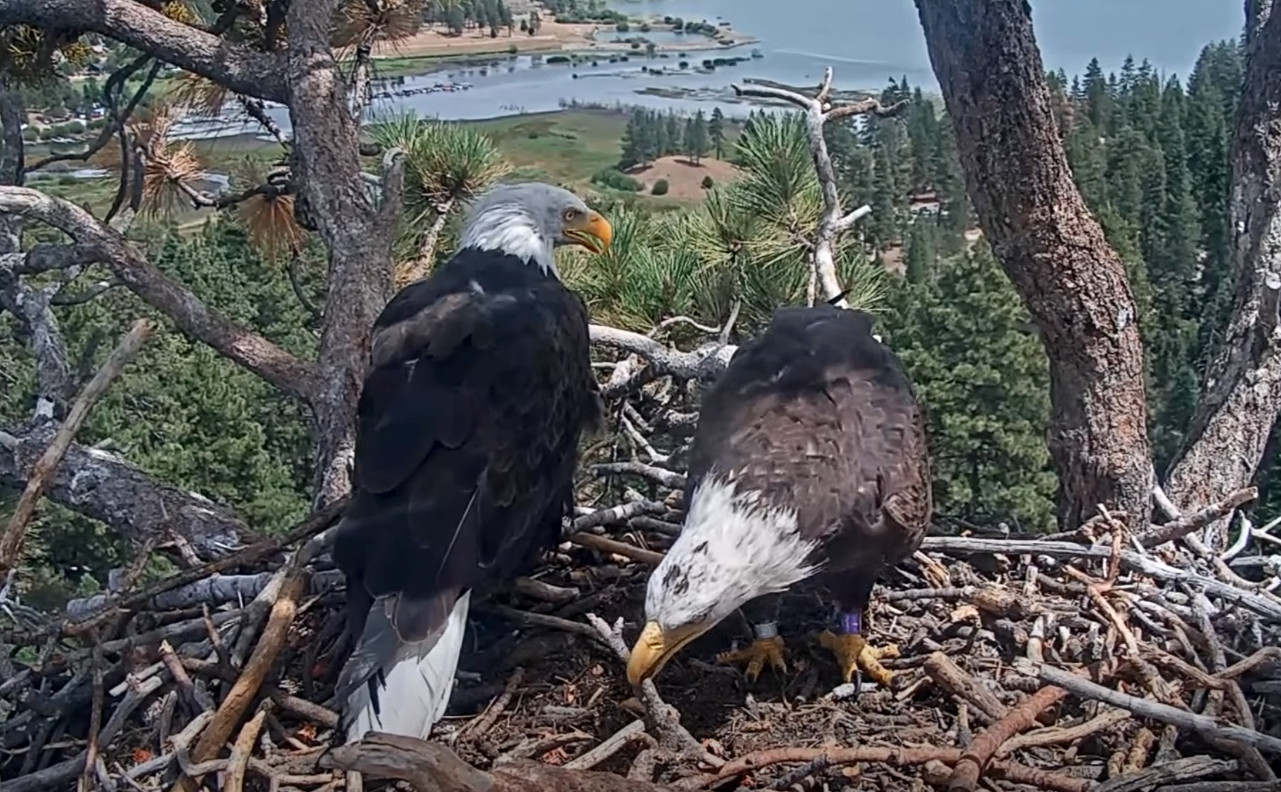 Shadow ‘highly likely’ to nest up with new eagle pal, biologist says