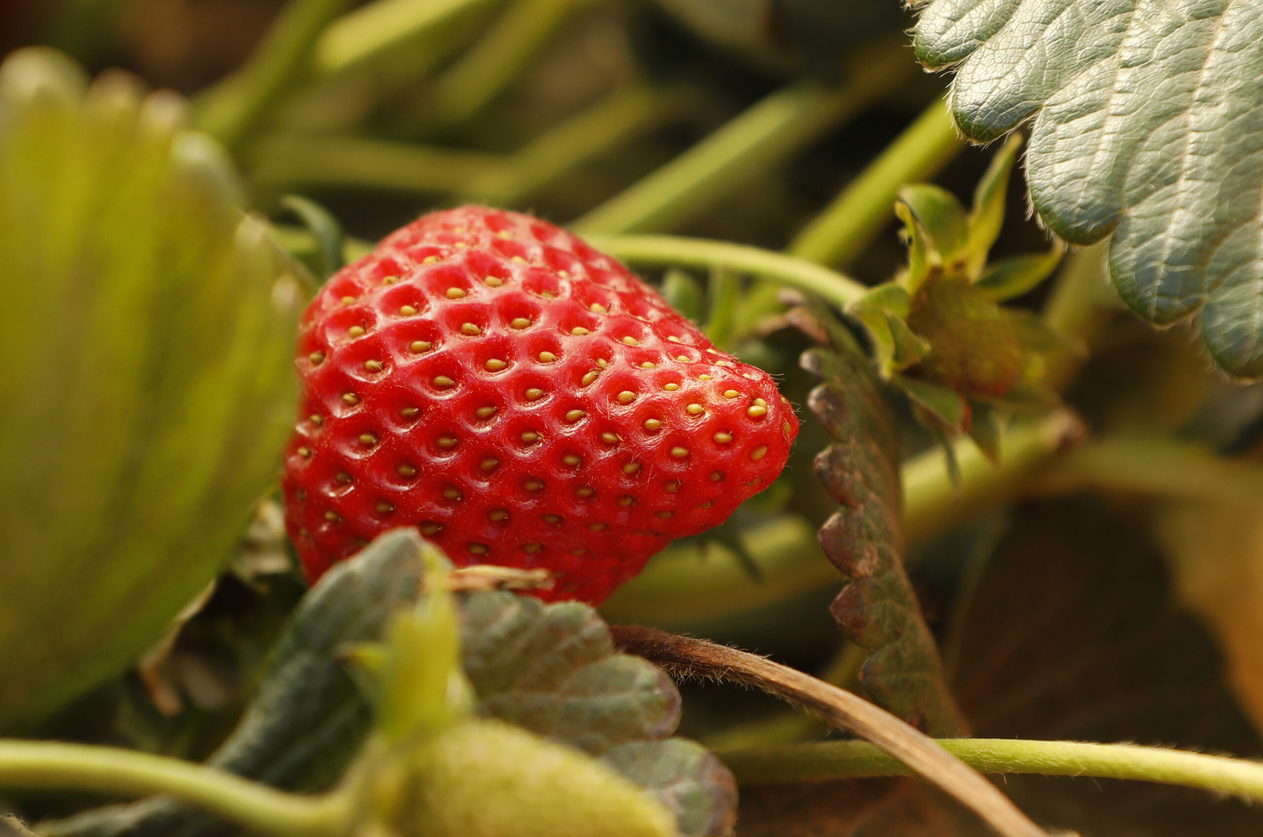 California legislature passes bill to track use of ‘forever chemicals’ by farms
