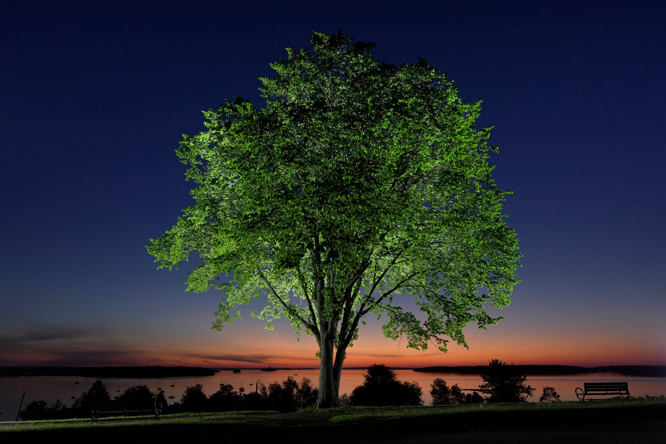 The disease that decimated American elms could help bring them back