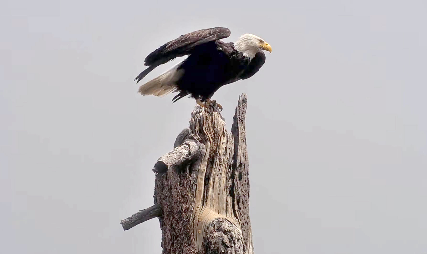 Remains of famed eagle Jackie will go to tribes. Some fans are fighting it