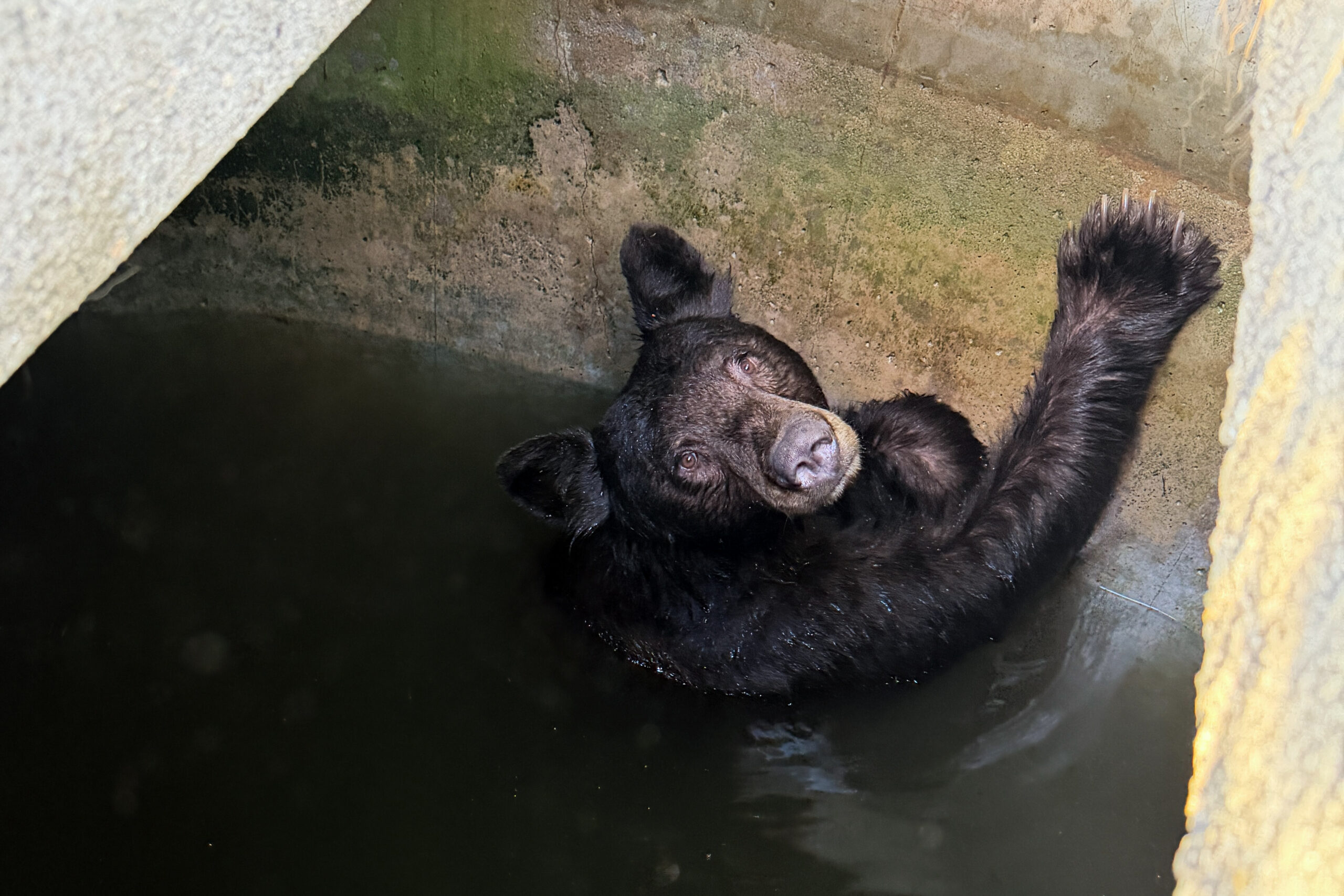 Bear family rescued from large water tank in La Verne during heat wave