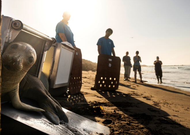 El Niño could bring waves of starving sea lion pups to California beaches. It’s happened before