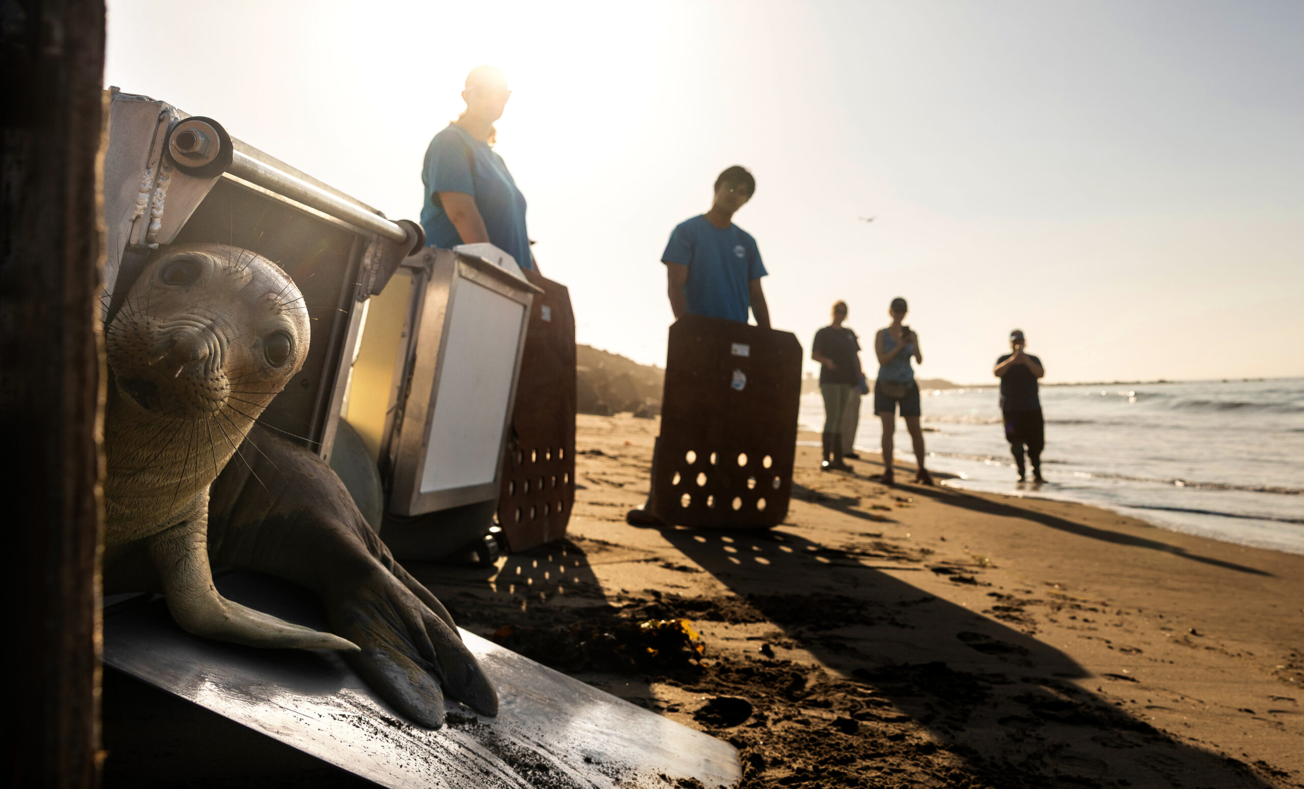 El Niño could bring waves of starving sea lion pups to California beaches. It’s happened before