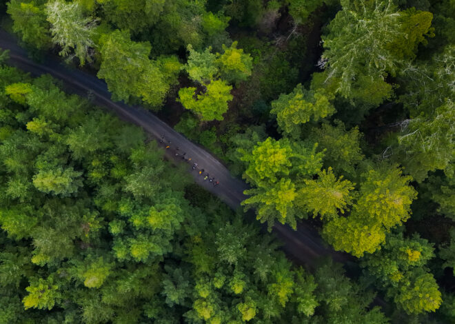 Tribes could co-manage ancestral forests under bill heading to Newsom’s desk