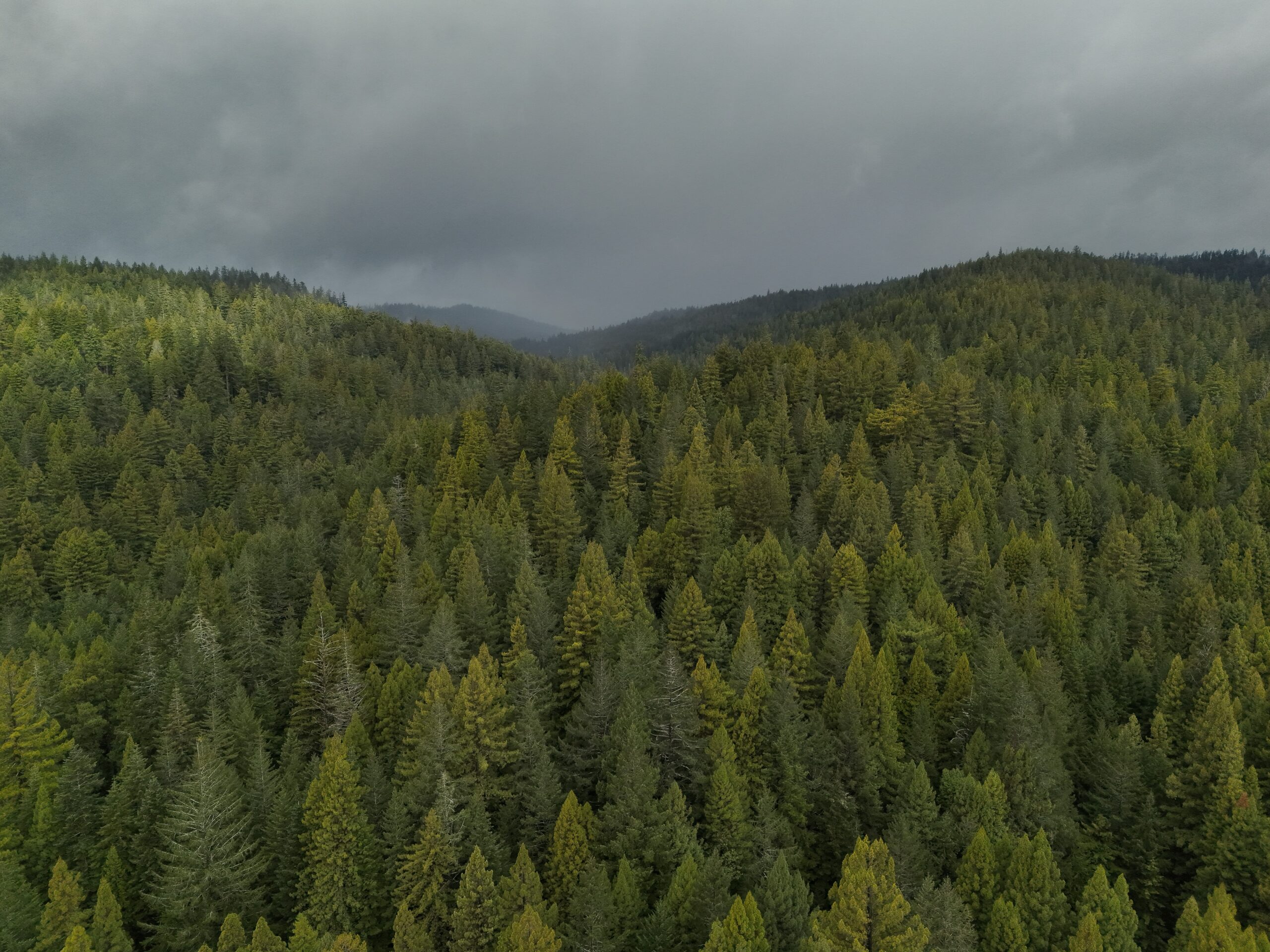 In blow to tribes, Newsom vetoes bill that would have remade little-known state forests