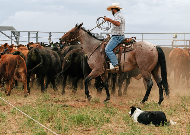 Global warming is ruining their way of life. These Colorado ranchers demand accountability