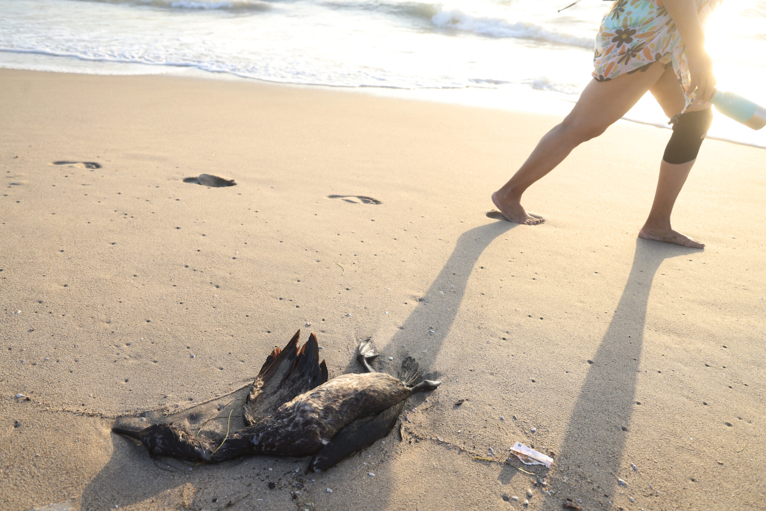 A wave of dead seabirds washes ashore in Venice